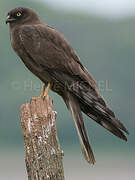 Montagu's Harrier