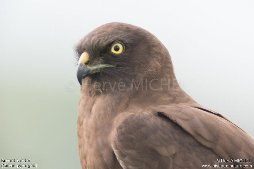 Montagu's Harrier female adult