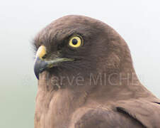 Montagu's Harrier