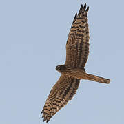 Montagu's Harrier