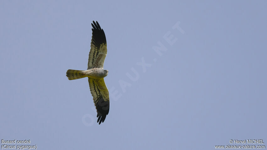 Montagu's Harrier male adult