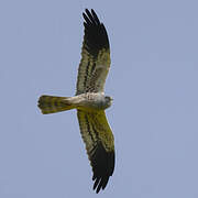 Montagu's Harrier