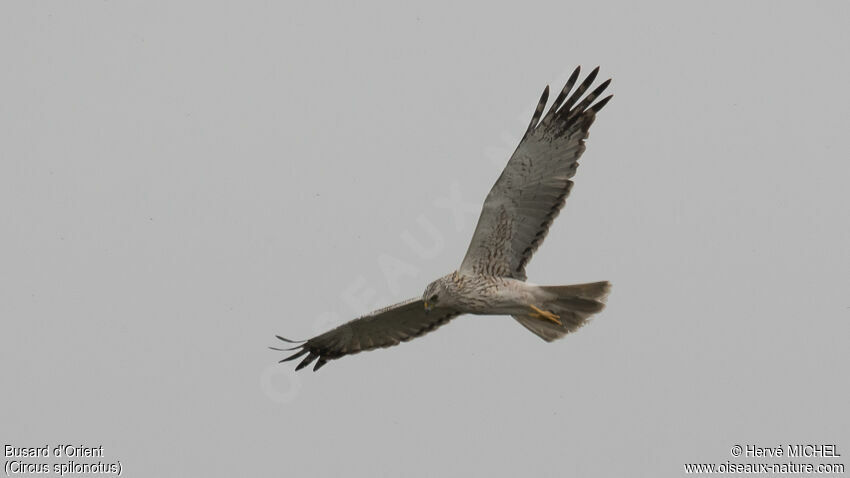 Eastern Marsh Harrier male adult