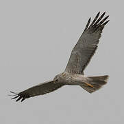 Eastern Marsh Harrier