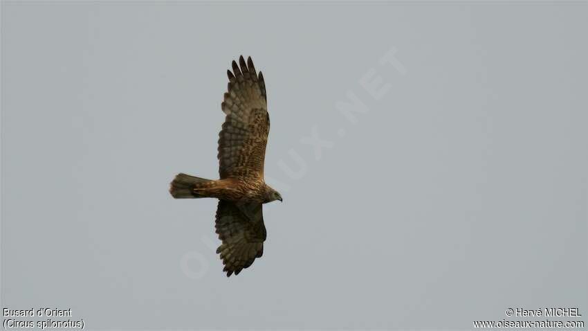 Eastern Marsh Harrier female adult