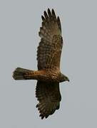 Eastern Marsh Harrier