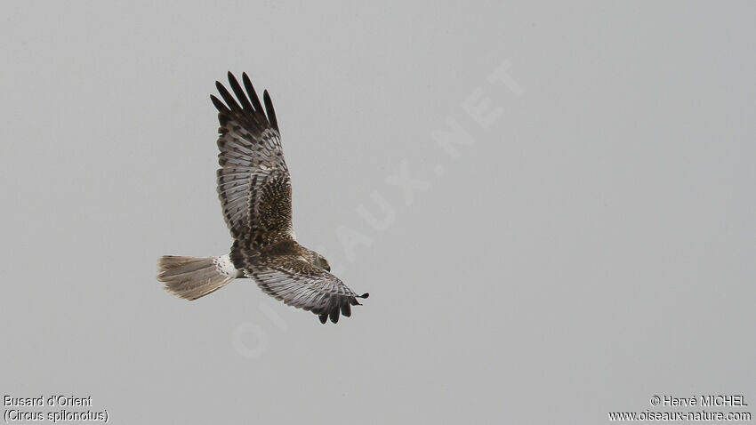 Eastern Marsh Harrier male adult