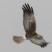 Eastern Marsh Harrier