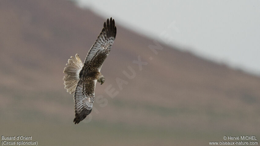 Eastern Marsh Harrier male adult