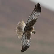 Eastern Marsh Harrier