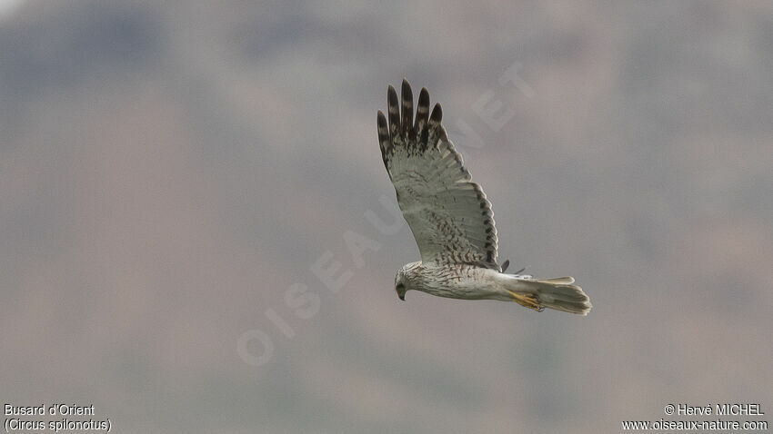 Eastern Marsh Harrier male adult