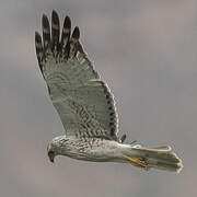 Eastern Marsh Harrier