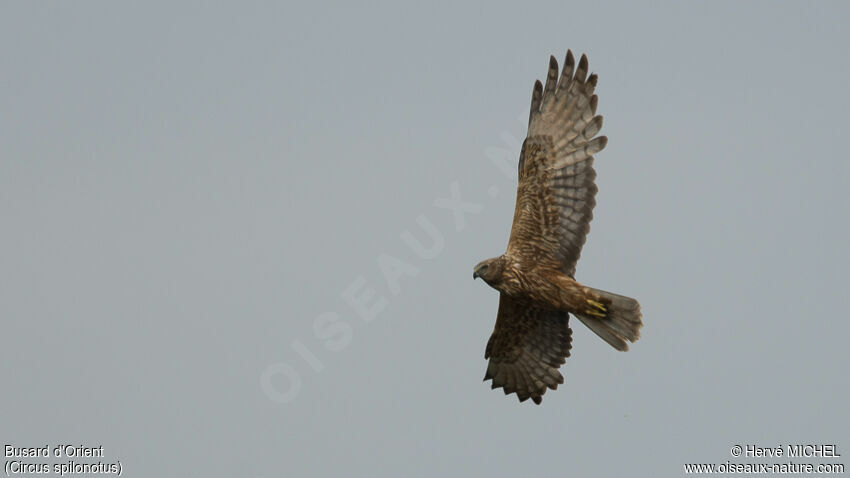 Eastern Marsh Harrier female adult