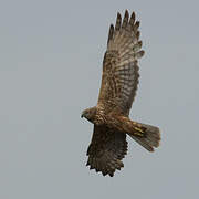 Eastern Marsh Harrier