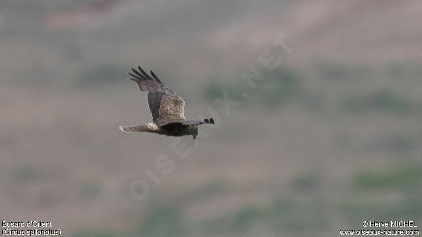 Eastern Marsh Harrier female adult