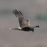 Eastern Marsh Harrier