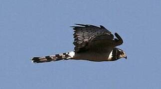 Long-winged Harrier