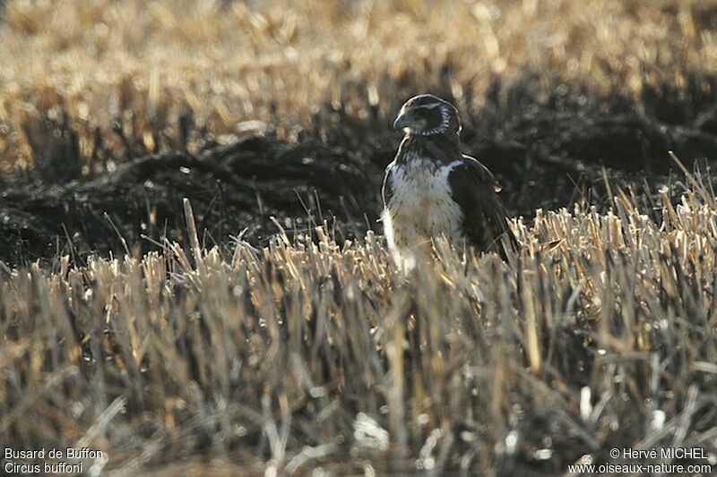 Long-winged Harrier female adult, identification