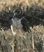 Long-winged Harrier