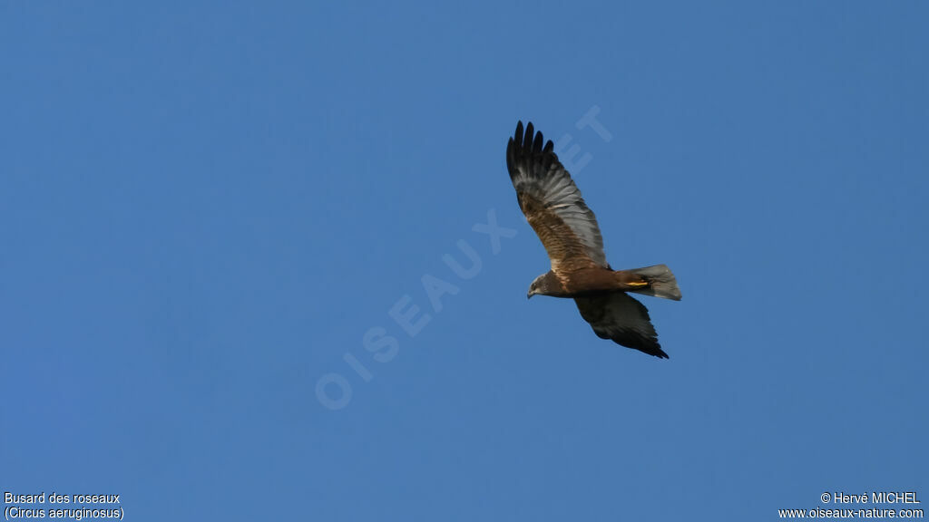 Western Marsh Harrier female adult