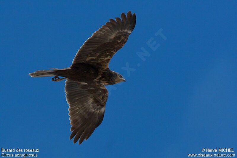 Western Marsh Harrier female adult, Flight