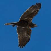 Western Marsh Harrier