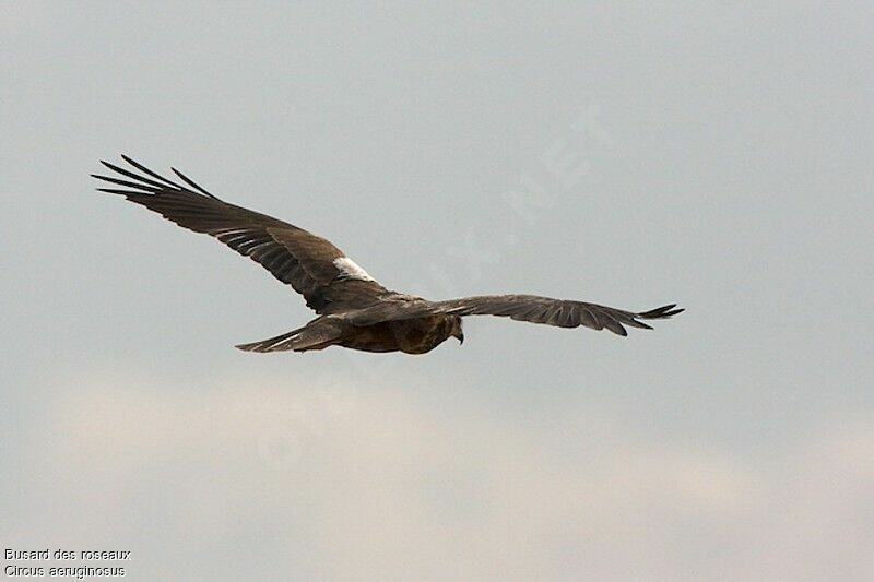 Western Marsh Harrier, Flight