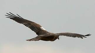 Western Marsh Harrier