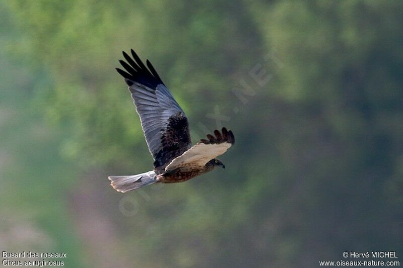 Western Marsh Harrier male adult breeding, Flight