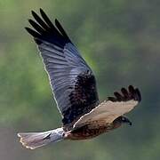 Western Marsh Harrier