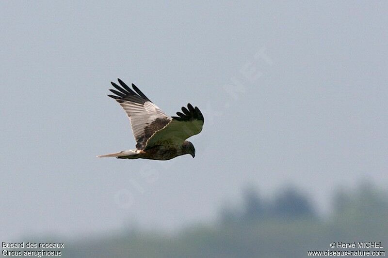 Western Marsh Harrier male adult breeding, Flight