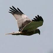 Western Marsh Harrier