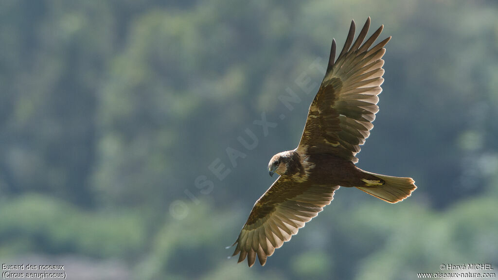 Western Marsh Harrier female adult