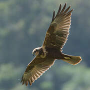 Western Marsh Harrier