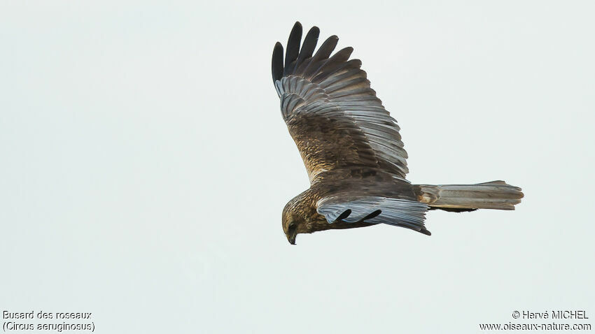 Western Marsh Harrier male adult