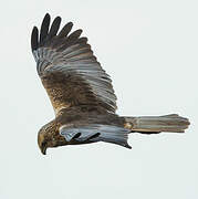 Western Marsh Harrier