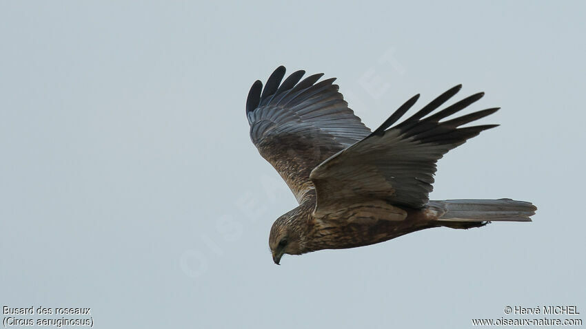 Western Marsh Harrier male adult