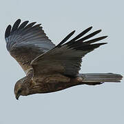 Western Marsh Harrier