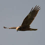 Western Marsh Harrier