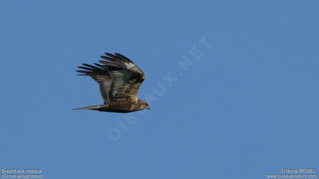 Western Marsh Harrier female adult
