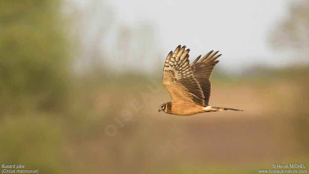 Pallid Harrier female Second year