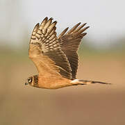 Pallid Harrier