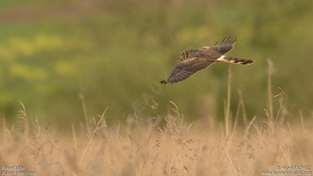 Pallid Harrier female Second year