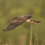 Pallid Harrier