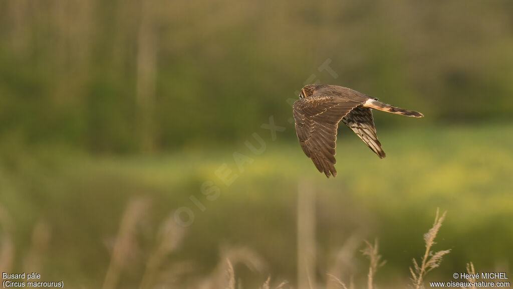 Pallid Harrier female Second year