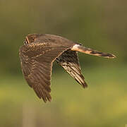 Pallid Harrier