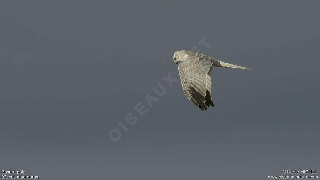 Pallid Harrier male adult