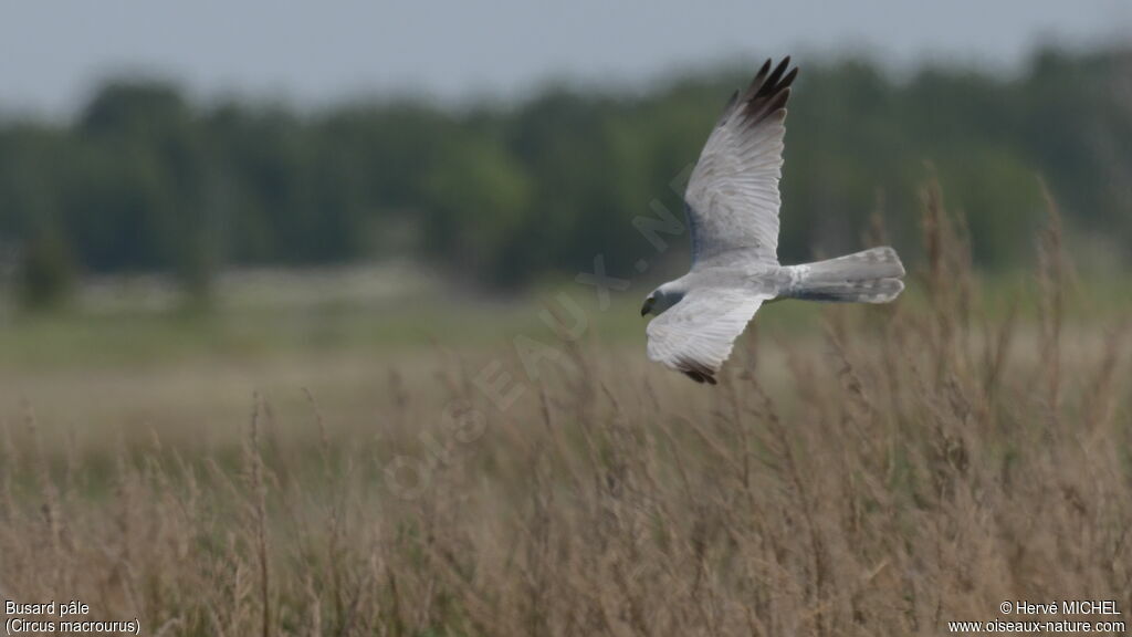 Pallid Harrier male Third  year