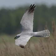 Pallid Harrier