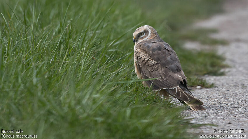 Pallid Harrier male Second year